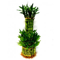 tower shape lucky bamboo